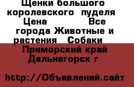 Щенки большого (королевского) пуделя › Цена ­ 25 000 - Все города Животные и растения » Собаки   . Приморский край,Дальнегорск г.